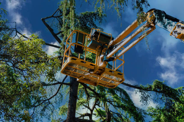 How Our Tree Care Process Works  in  Forest Oaks, NC